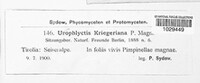 Physoderma kriegeriana image